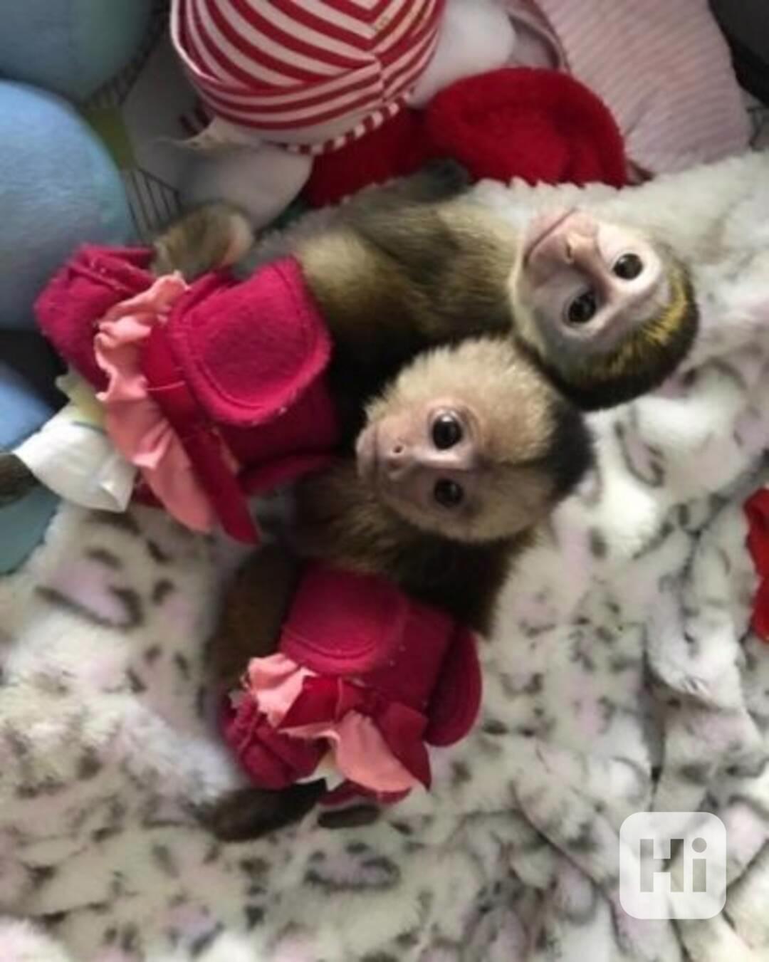 Roztomilí samci a samice kapucínských opic - foto 1