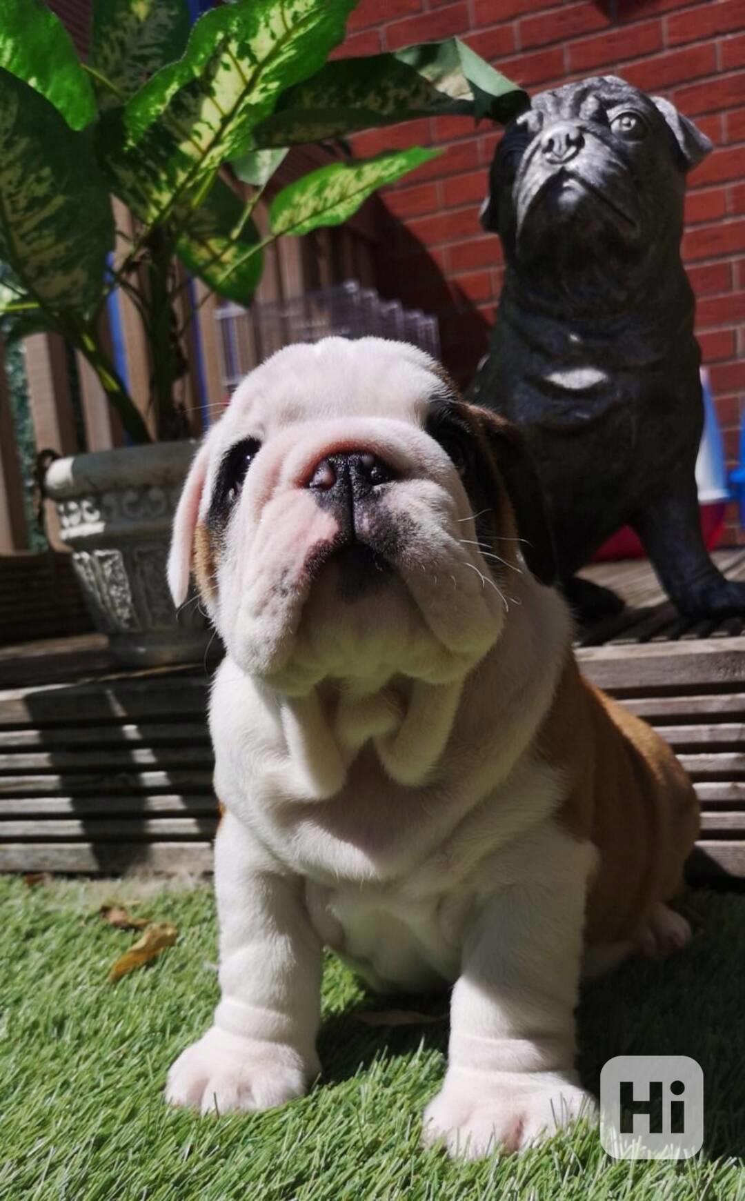 Štěňata anglického buldoka - foto 1