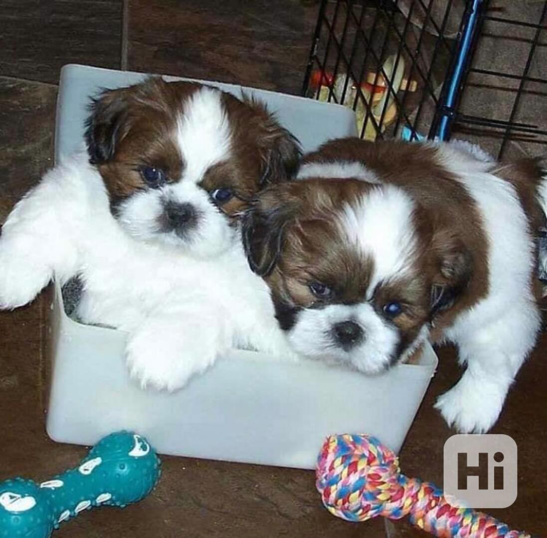 Zdravá štěňata  dispozici štěňata Shih Tzu.dního psa - foto 1