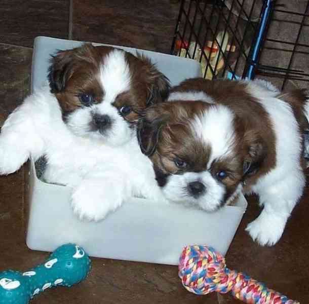 Zdravá štěňata  dispozici štěňata Shih Tzu.dního psa - foto 1
