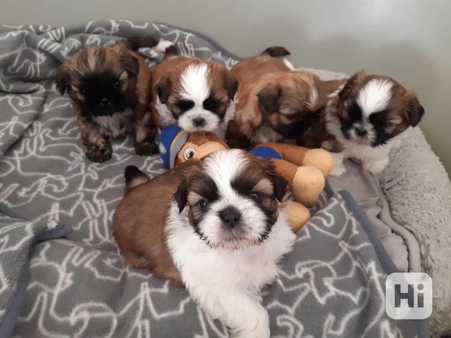 Štěňata shih tzu k adopci a k ​​přemístění - foto 1