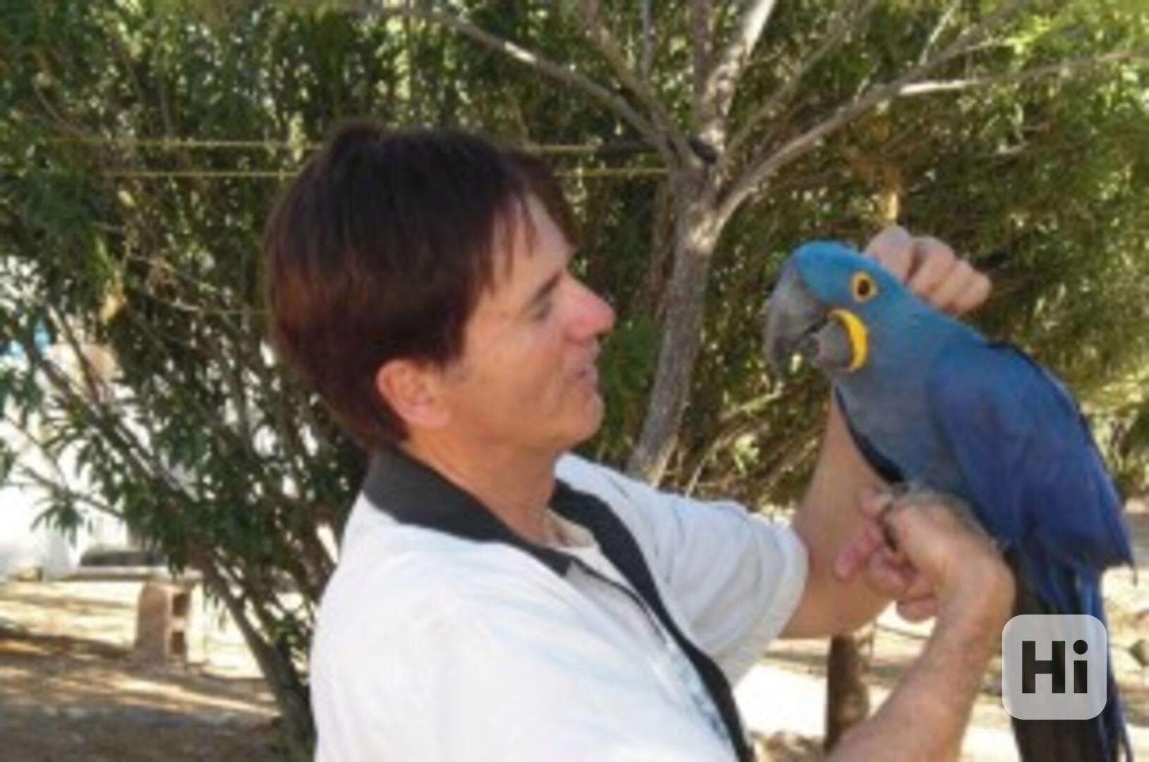 hyacint ara papoušci k dispozici - foto 1