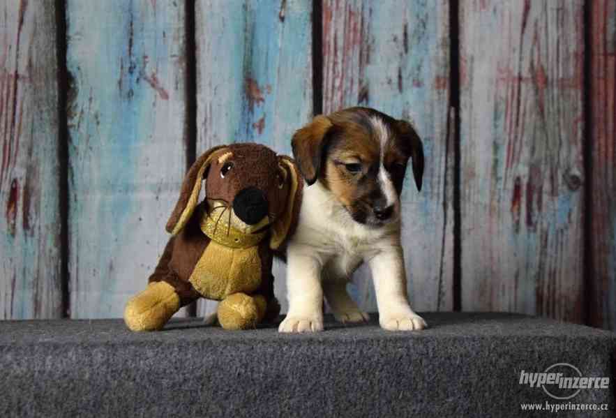 Jack Russell terrier s PP - foto 2