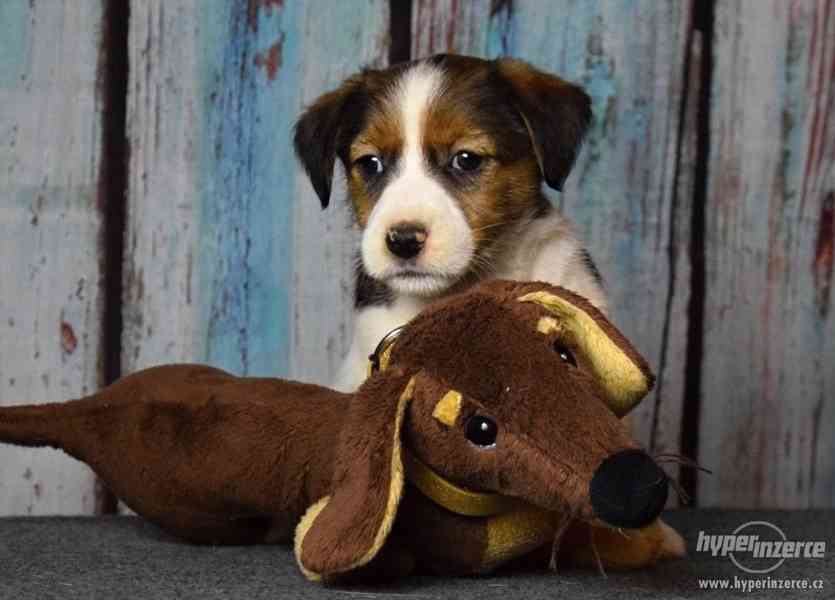 Jack Russell terrier s PP - foto 5