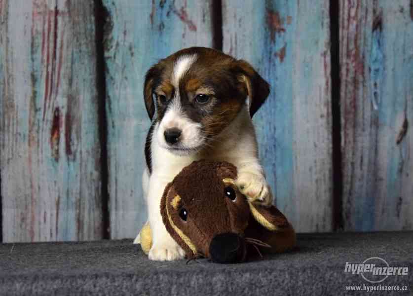 Jack Russell terrier s PP - foto 7