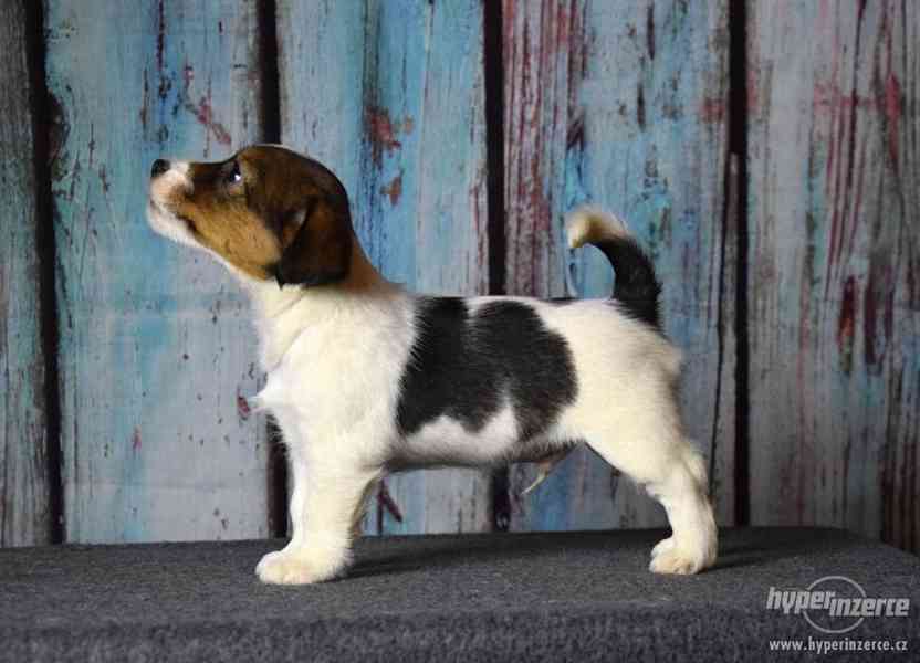 Jack Russell terrier s PP - foto 8