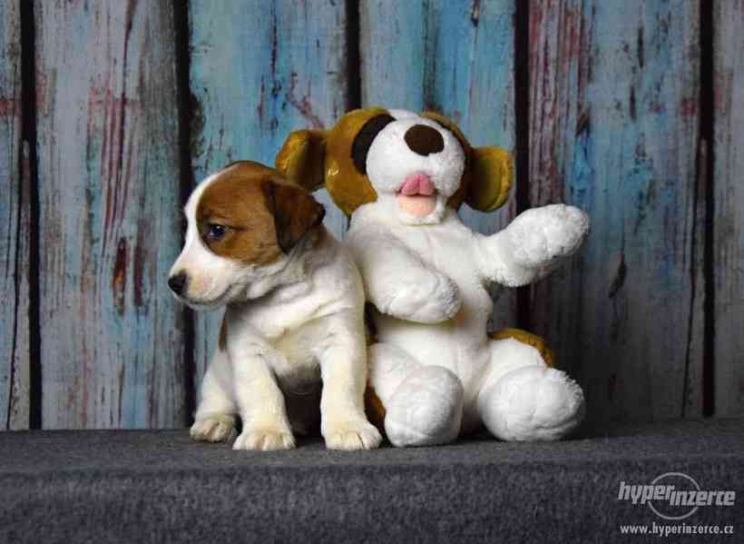 Jack Russell terrier s PP - foto 9