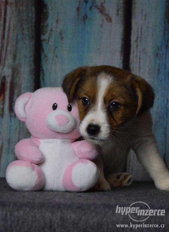 Jack Russell terrier s PP - foto 11