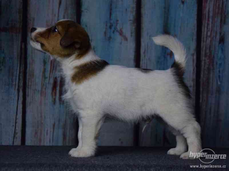 Jack Russell terrier s PP - foto 12