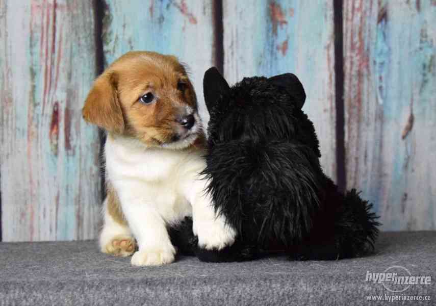 Jack Russell terrier s PP - foto 13
