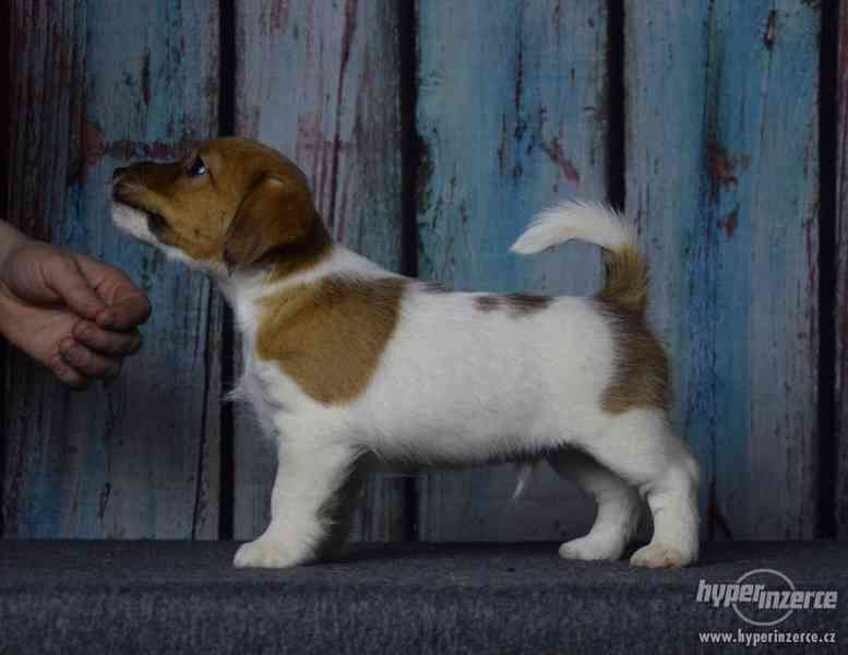 Jack Russell terrier s PP - foto 14