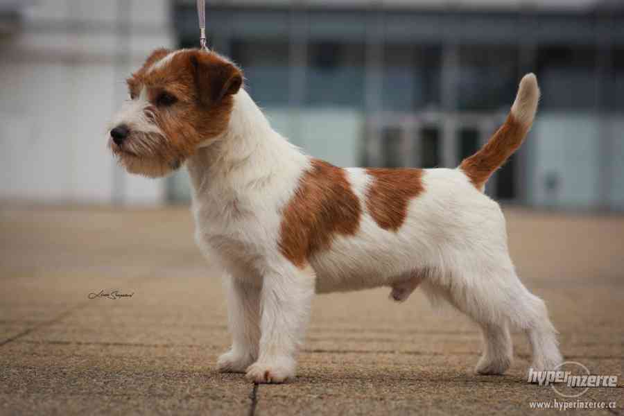 Jack Russell terrier s PP - foto 15