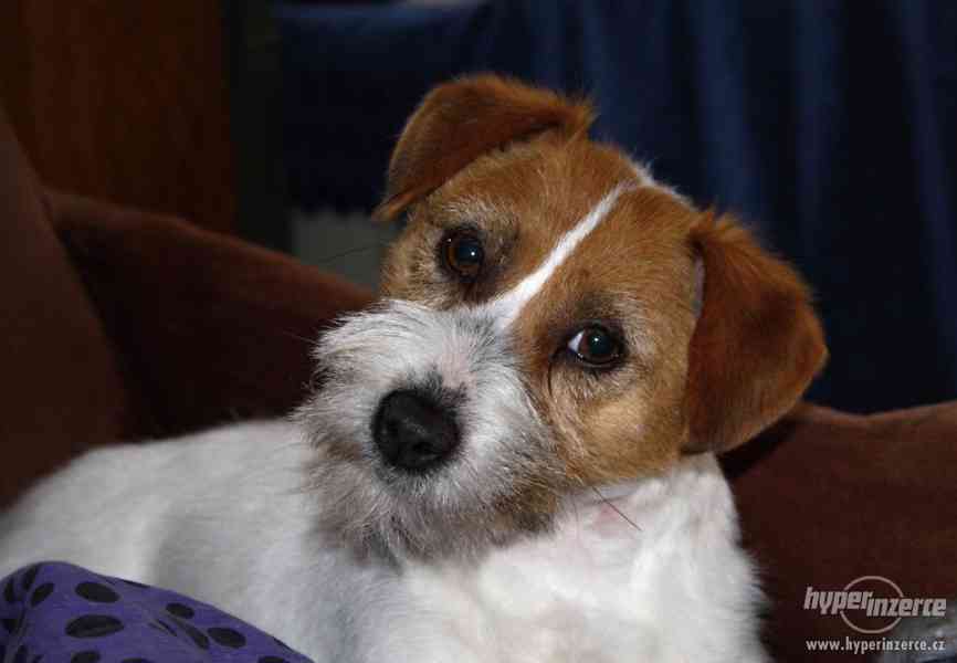 Jack Russell terrier s PP - foto 17