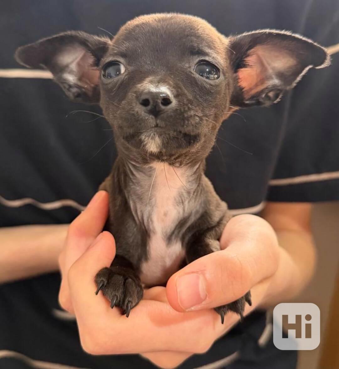 Mini Čivava s PP - foto 1