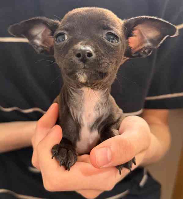 Mini Čivava s PP - foto 1