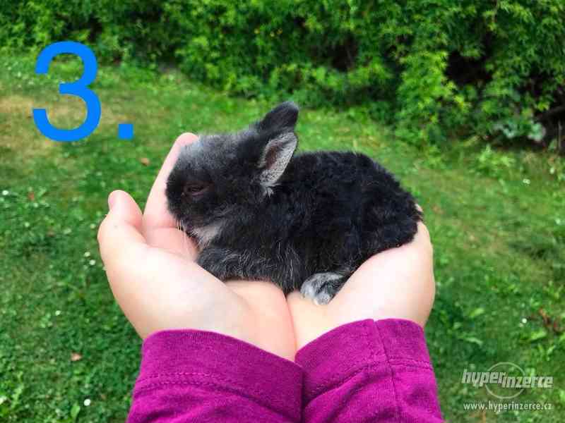 5 slečen Teddy králíčka - foto 8