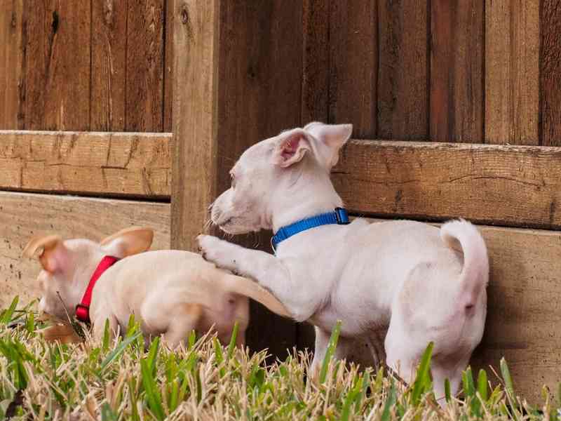 Nádherná bílá štěňata čivavy Nádherná bílá štěňata čivavy. B