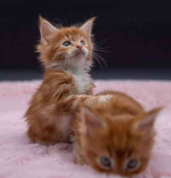 Koťata Mainské mývalí kočky - foto 1