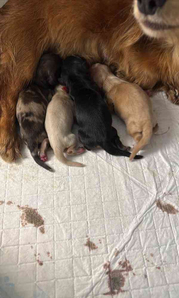 Štěňata miniaturních jezevčíků - foto 7
