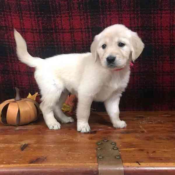 Štěňata zlatého retrívra jsou ihned k dispozici - foto 2