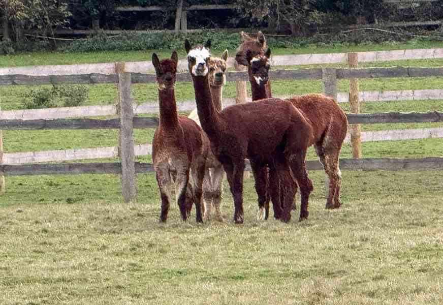 Mini stádo alpak - foto 2