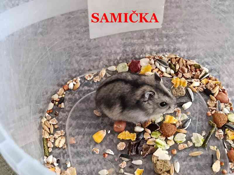 Křečík džungarský - foto 4