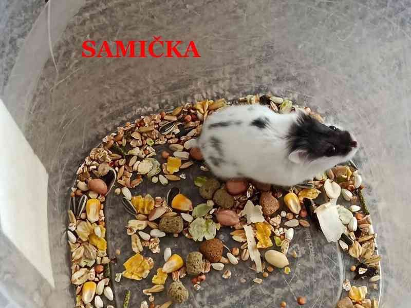 Křečík džungarský - foto 2
