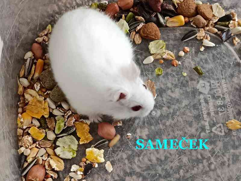 Křečík džungarský - foto 3