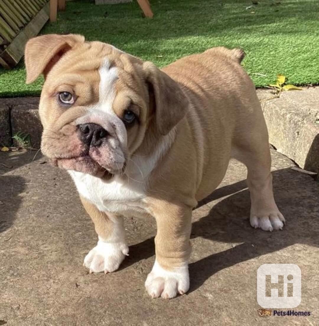 Naprosto úžasní angličtí buldoci. - foto 1