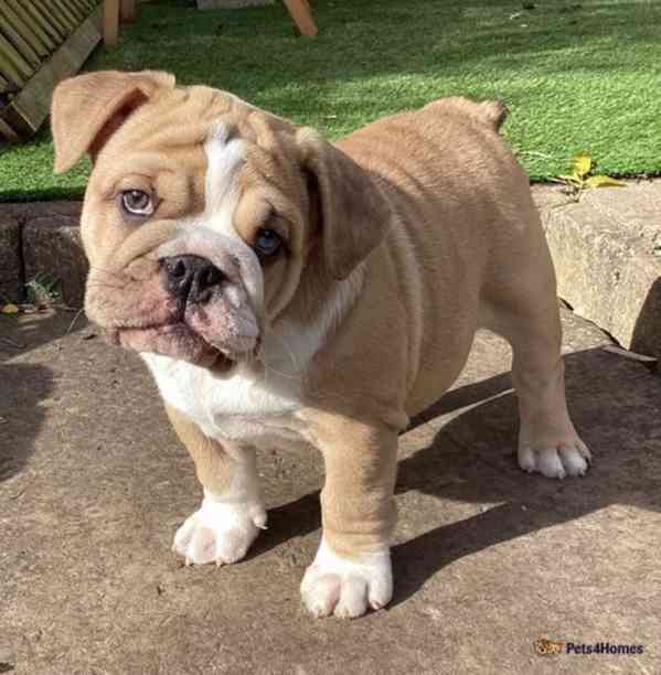 Naprosto úžasní angličtí buldoci. - foto 1