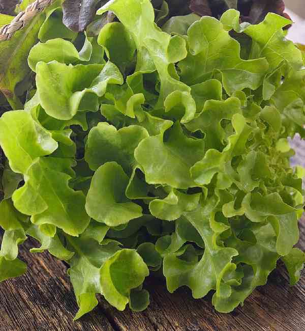semena salát  listový Dubáček