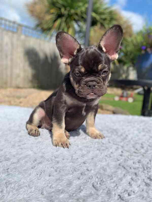 Krásná štěňata francouzského buldočka. - foto 2
