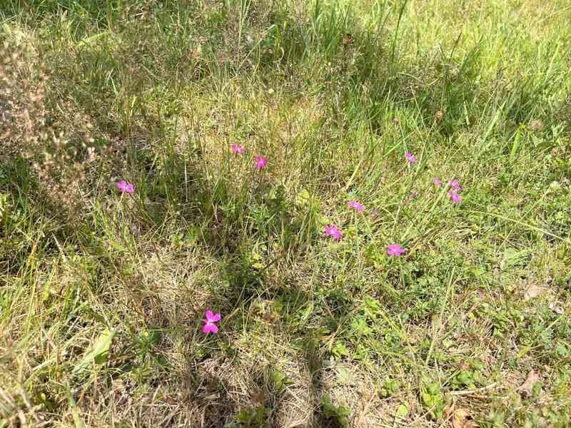 Prodej rodinného domu 180 m², Jílové - Kamenec - foto 17