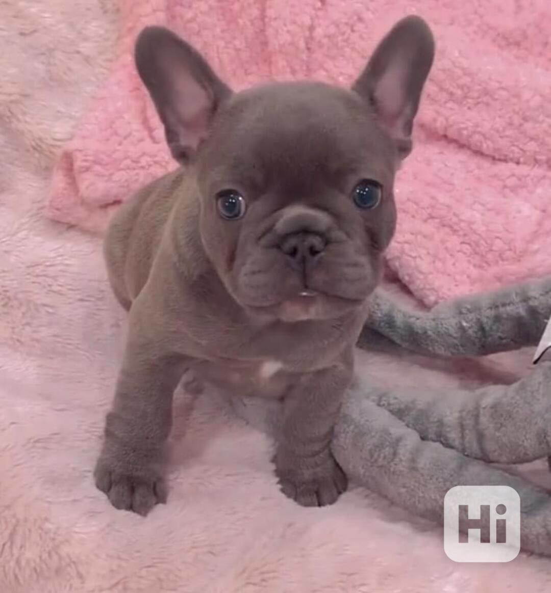 Štěňata francouzského buldoka - foto 1