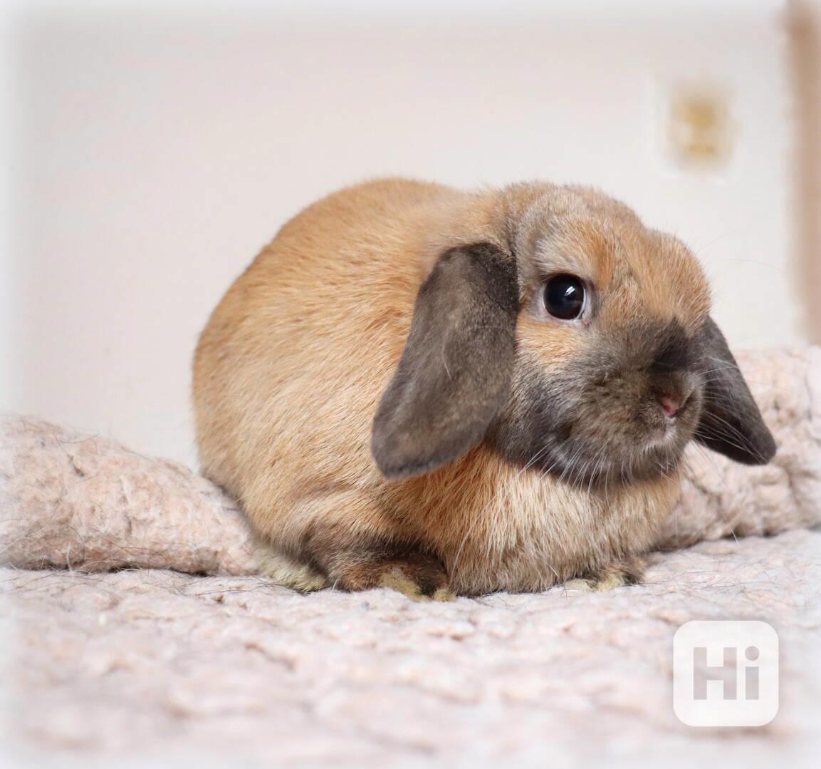 Minilop beránek - zakrslý králíček na prodej - foto 1