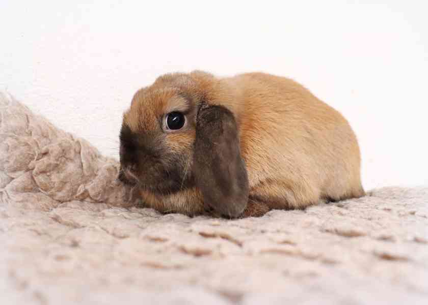 Minilop beránek - zakrslý králíček na prodej - foto 2