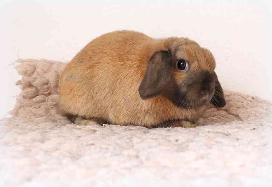 Minilop beránek - zakrslý králíček na prodej - foto 4