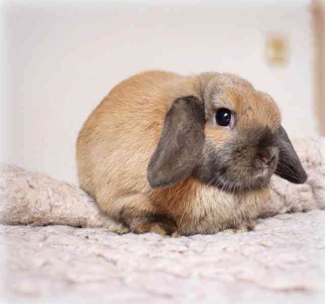 Minilop beránek - zakrslý králíček na prodej
