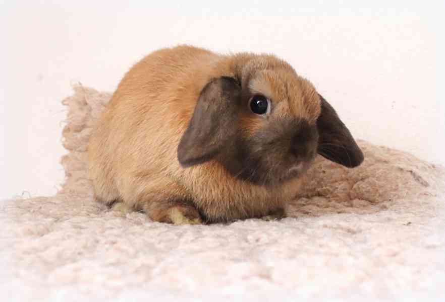 Minilop beránek - zakrslý králíček na prodej - foto 3