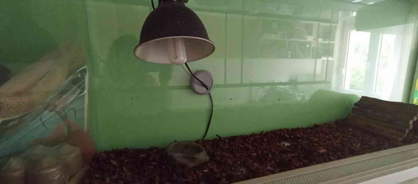 Terárium suchozemské s lampou, pítkem, mostem domečkem - foto 4