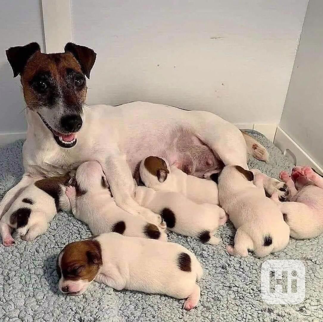 12 týdenní štěně jack russella k adopci zdarma   - foto 1
