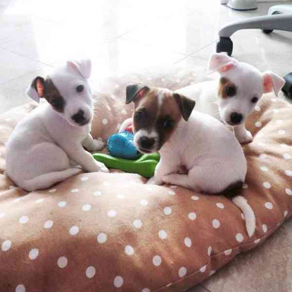 12 týdenní štěně jack russella k adopci zdarma   - foto 2