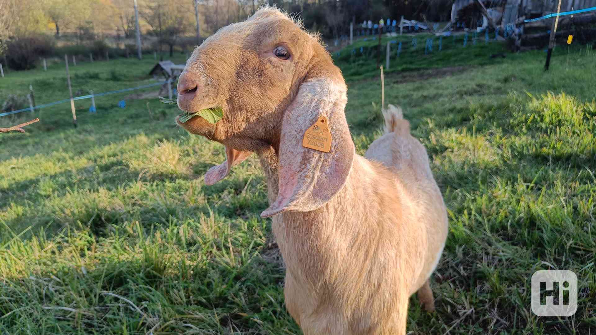 Prodám anglonubijského kozla Brulee - foto 1