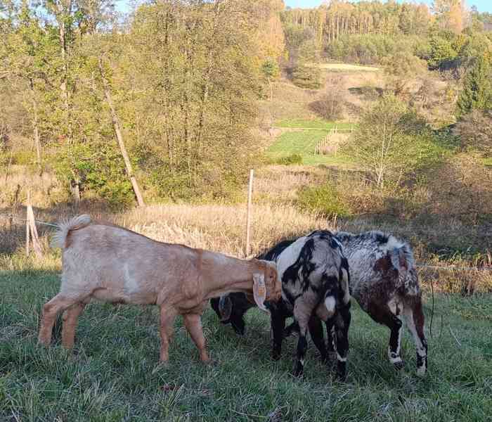 Prodám anglonubijského kozla Brulee - foto 3