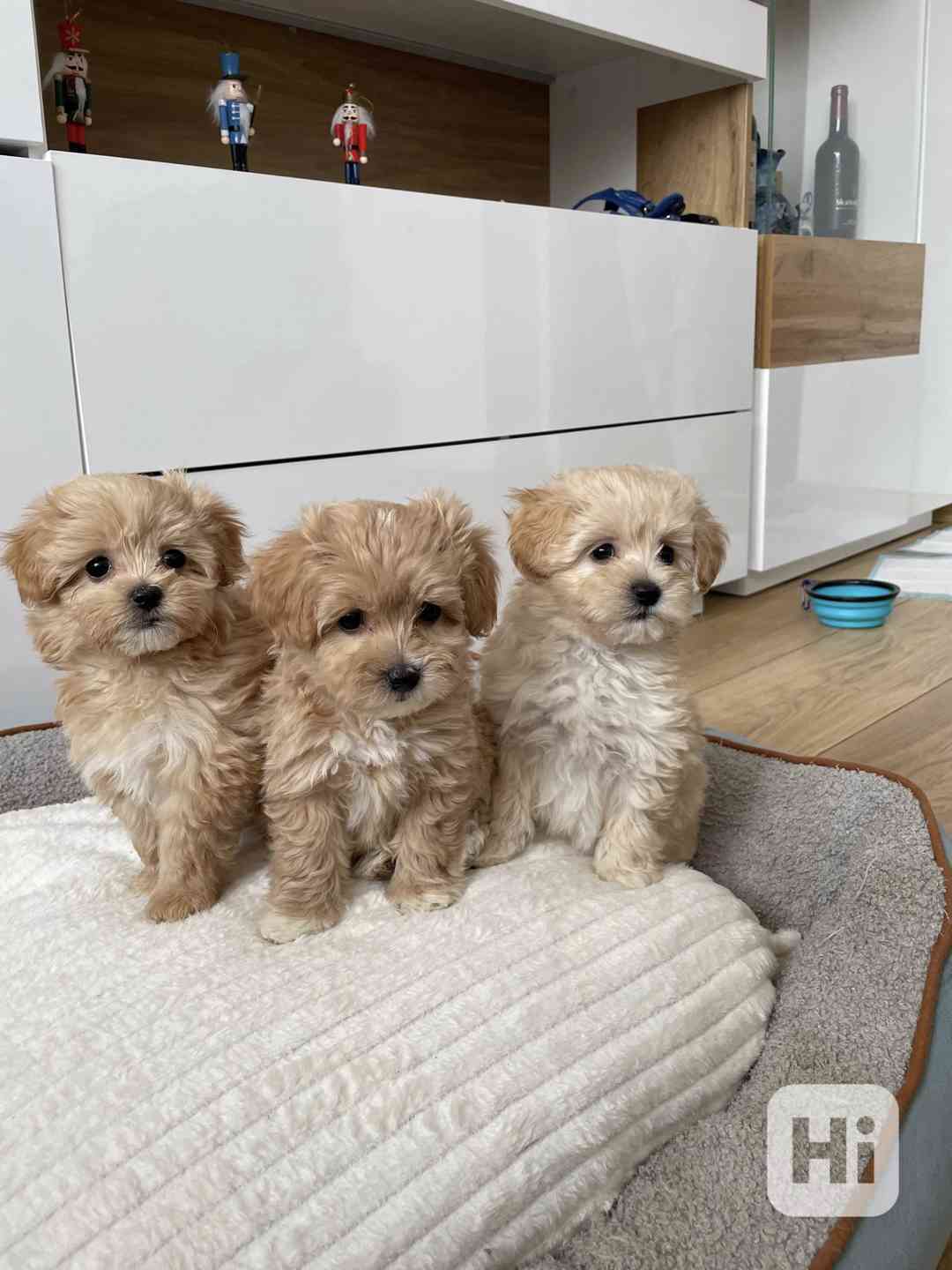 Maltipoo originál  - foto 1