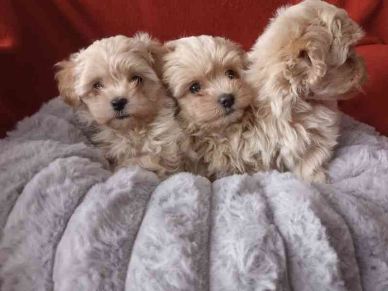 Maltipoo originál  - foto 3