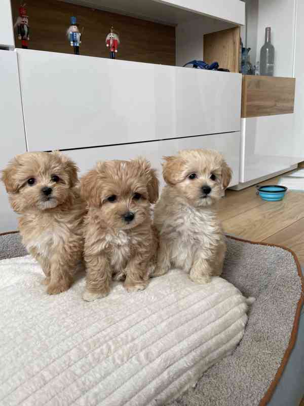 Maltipoo originál  - foto 1