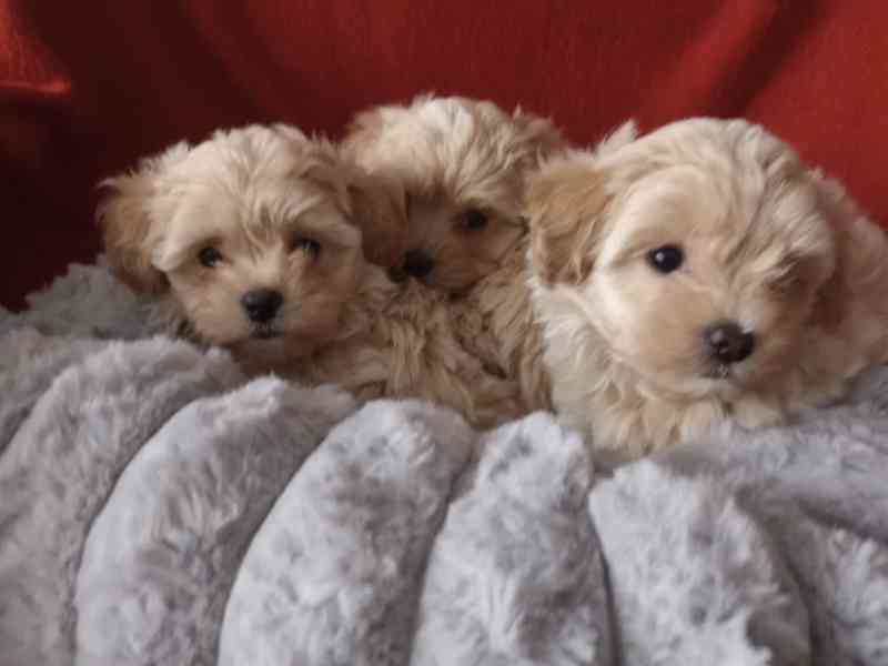 Maltipoo originál  - foto 4