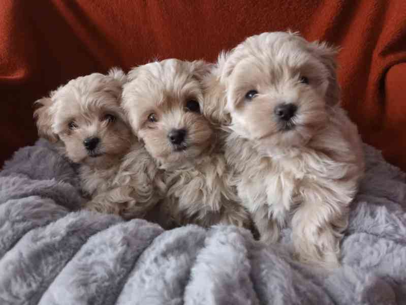 Maltipoo originál  - foto 5