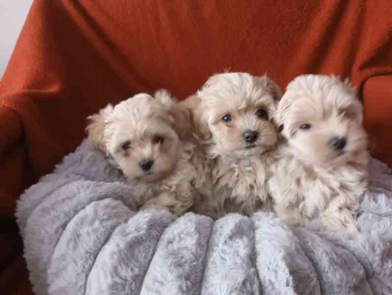 Maltipoo originál  - foto 2